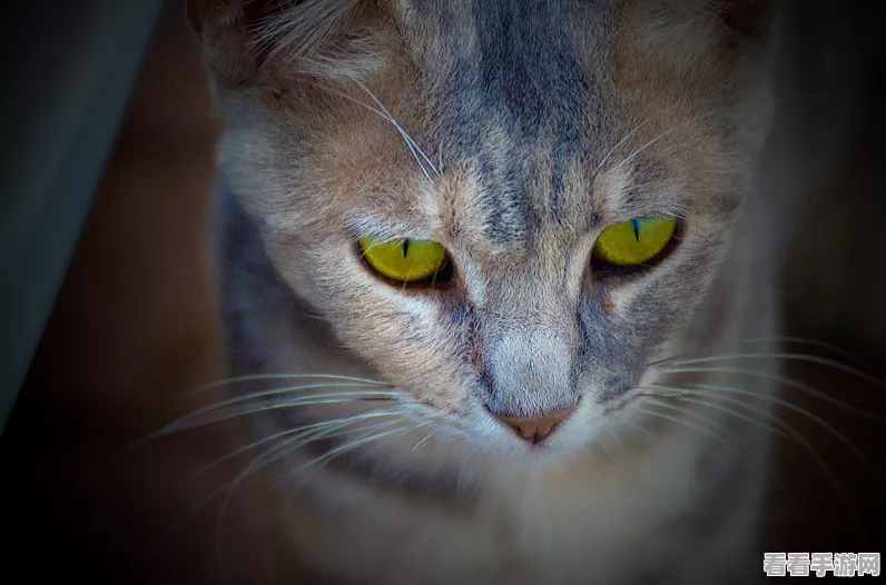 探秘猫咪和汤手游，轻松更换主题秘籍大公开