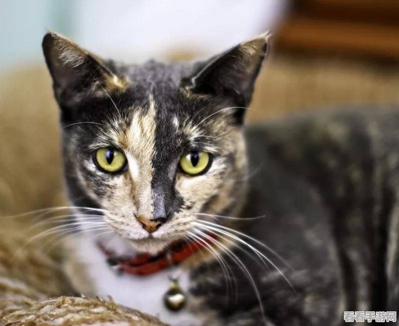 探秘猫咪和汤手游，轻松更换主题秘籍大公开