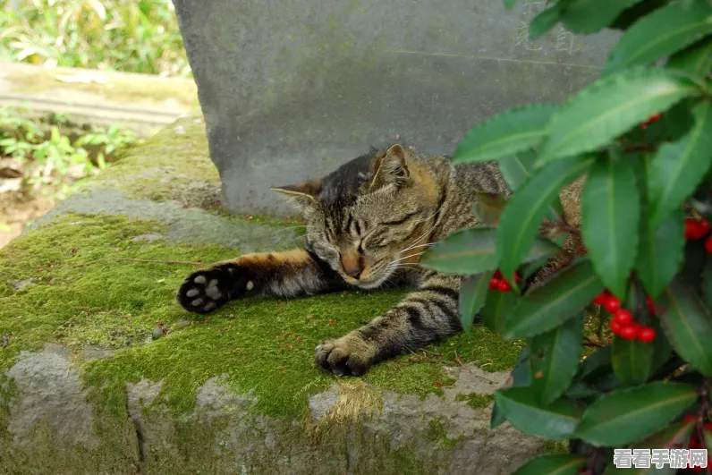 公主连结攻略，揭秘空花真步藏猫阵容破解之道