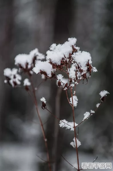 江南百景图临冬盛景，花似雪玩法全攻略，解锁冬日奇遇