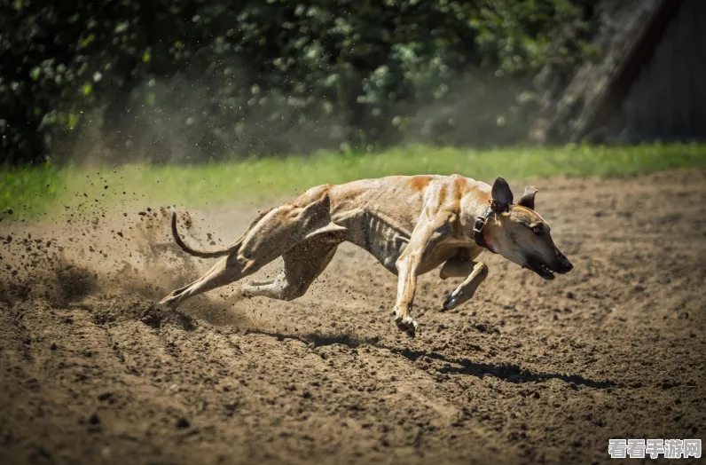 怪物猎人物语2深度解析，破灭之翼牙猎犬因子与属性全攻略