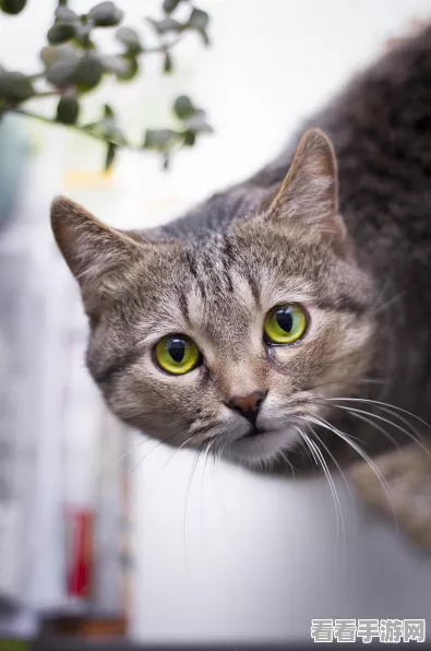 猫之城墨烟生香UP池召唤全攻略，解锁稀有角色的秘密