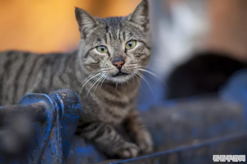 猫之城特莉丝角色剧情深度解析，完美选项攻略大揭秘