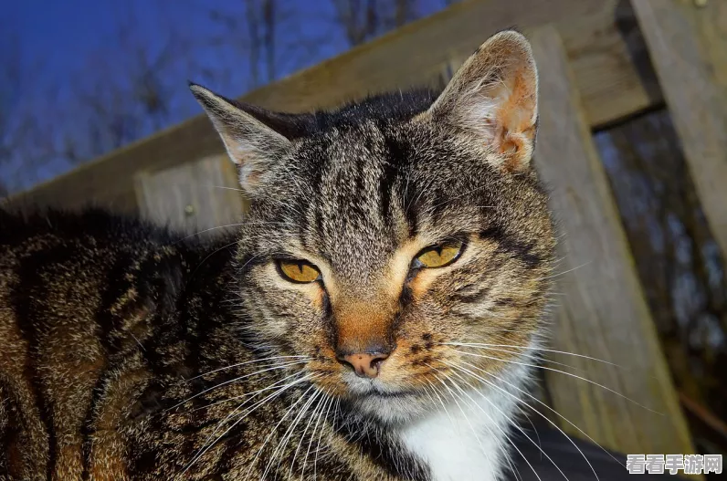 猫的一生重启模拟器下载_温馨治愈的放置养成小游戏
