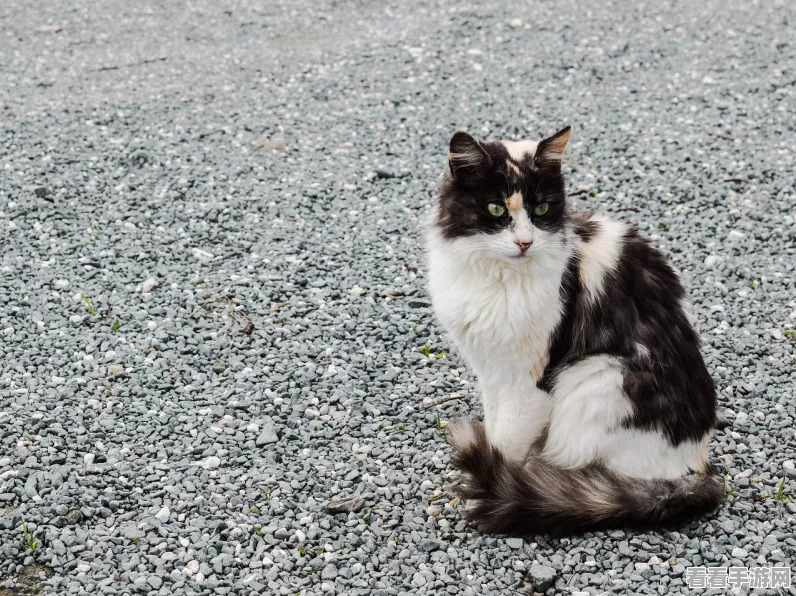 猫咪冒险岛，猫狗大战动作射击游戏燃爆来袭，细节揭秘！