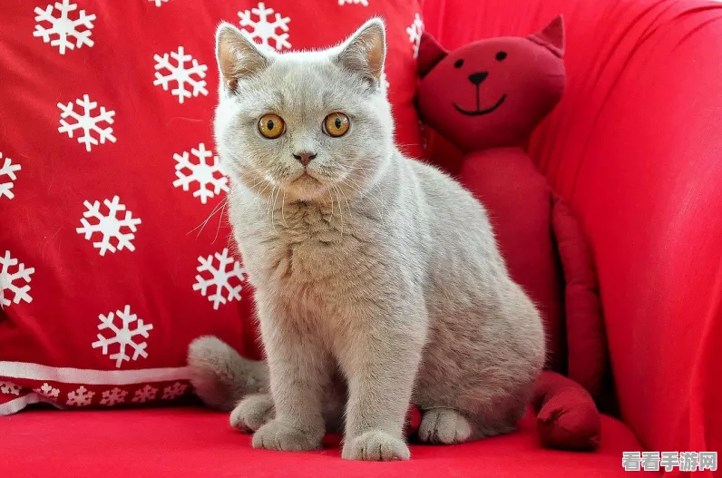 猫之城新手十连抽指南，开服角色选择全攻略