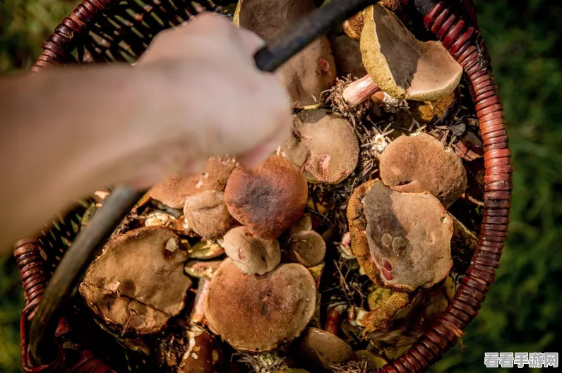 探秘最强蜗牛，变异蘑菇全地图搜集攻略