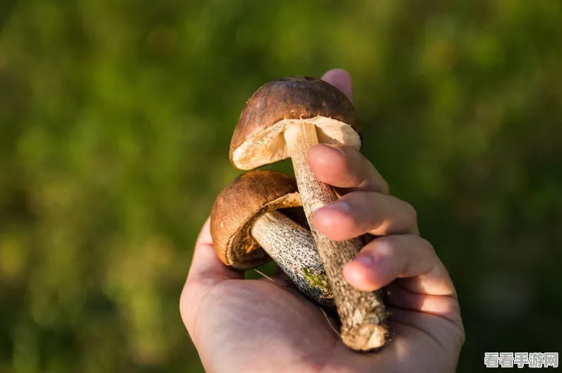 探秘最强蜗牛，变异蘑菇全地图搜集攻略