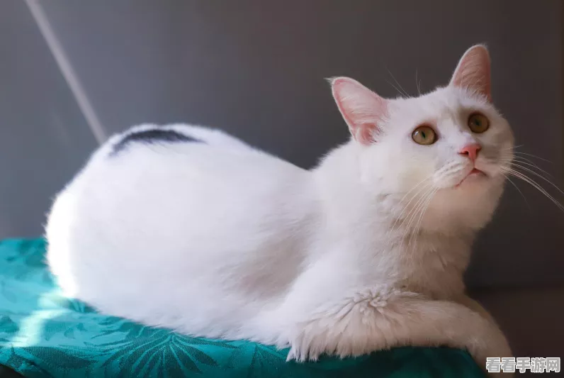 绒毛猫咖啡厅最新版上线，沉浸式猫咪养成，打造你的治愈系乐园！