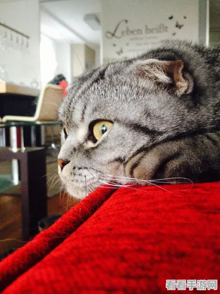 绒毛猫咖啡厅最新版上线，沉浸式猫咪养成，打造你的治愈系乐园！