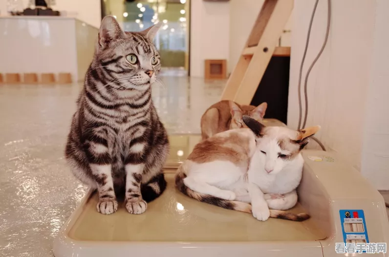 绒毛猫咖啡厅最新版上线，沉浸式猫咪养成，打造你的治愈系乐园！
