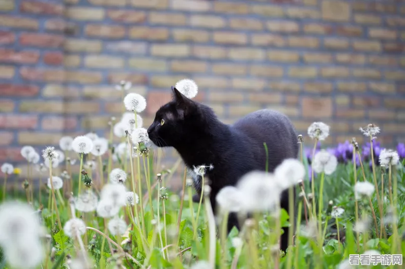 珍稀再现！一人之下手游绝版熊猫套装获取攻略大揭秘