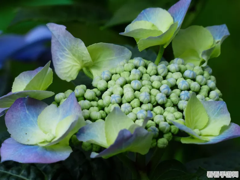 原神鲜花委托攻略，轻松解锁趁鲜花气息逗留任务全解析