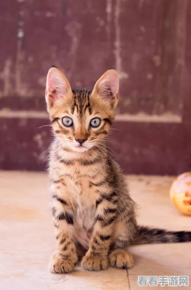 遇见你的猫，无广告纯净版火爆上线，治愈系休闲养成新体验！