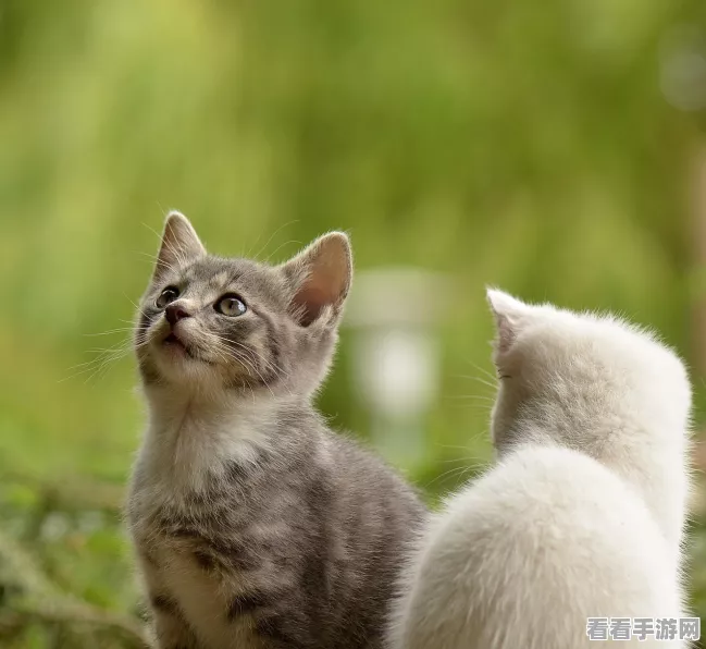 经典再现！猫和老鼠手游大赛来袭，重温童年欢乐时光