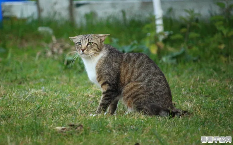 萌趣来袭！花样猫休闲经营游戏下载指南及深度评测