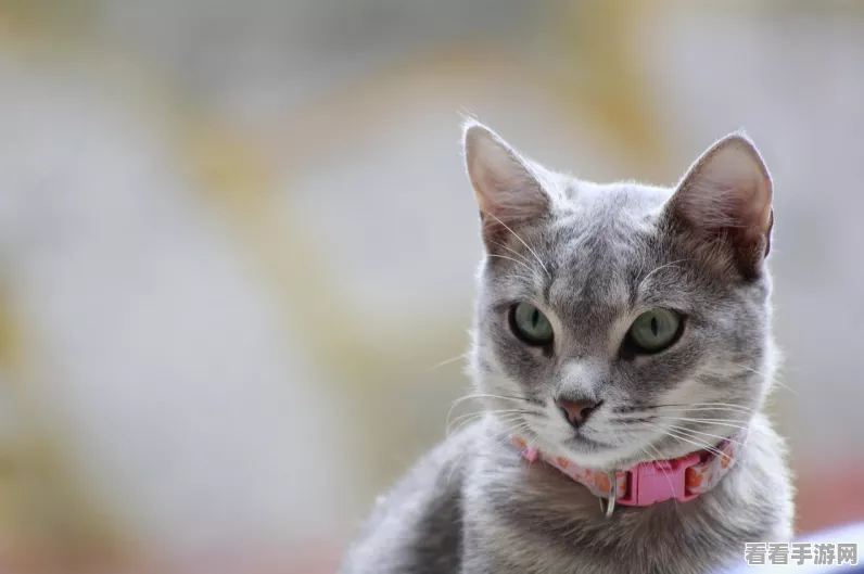 萌宠养成新体验，猫酱物语安卓版下载开启，趣味互动等你探索