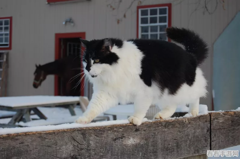 猫猫学园免费版焕新上线，萌宠养成，乐趣无限大揭秘！