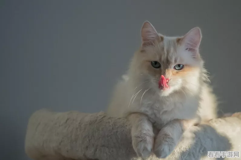 穿越火线猫猫大揭秘，趣味竞技新玩法全解析