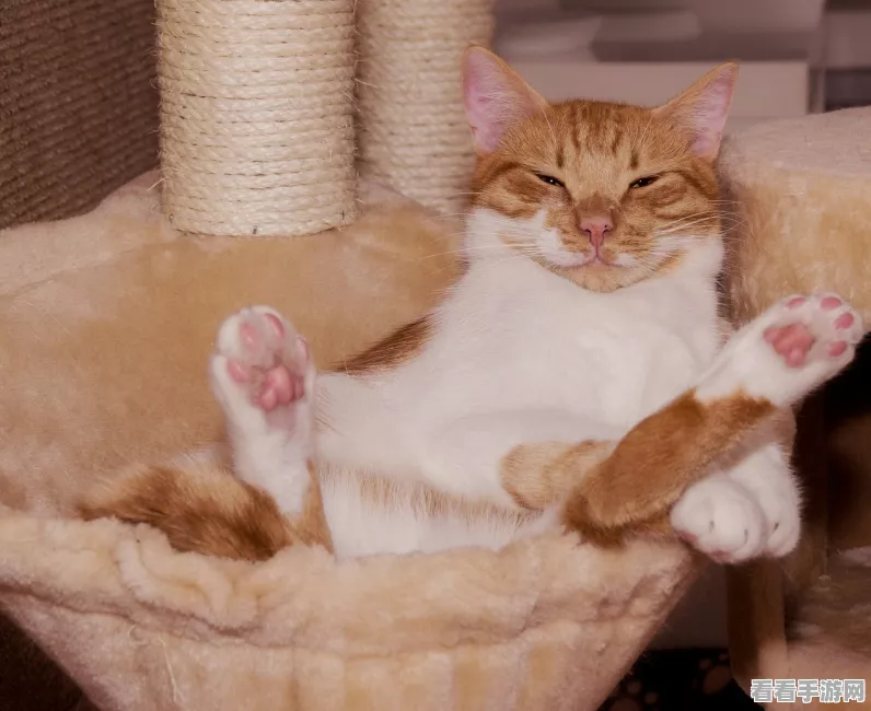 穿越火线猫猫大揭秘，趣味竞技新玩法全解析