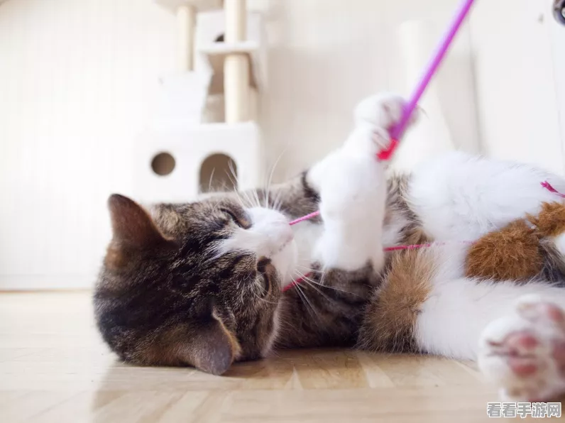 穿越火线猫猫大揭秘，趣味竞技新玩法全解析